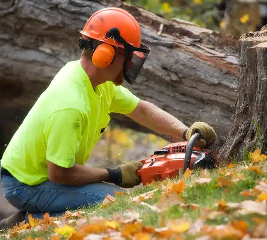 tree services Hollyvilla